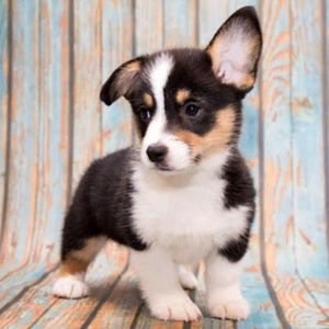 Meet your Posher, Maggie